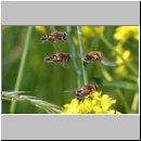 Eristalis interrupta - Mittlere Keilfleckschwebfliege 07.jpg